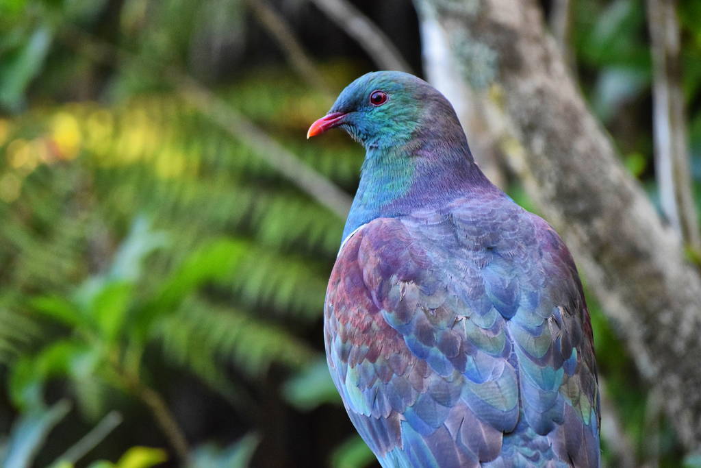 20 Birds And Animals That Can Only Be Found In New Zealand – LoveTheWorld