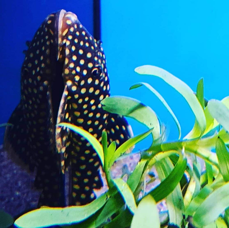 Queen Gold Nugget Pleco - Live Fish - Pet Essentials Napier