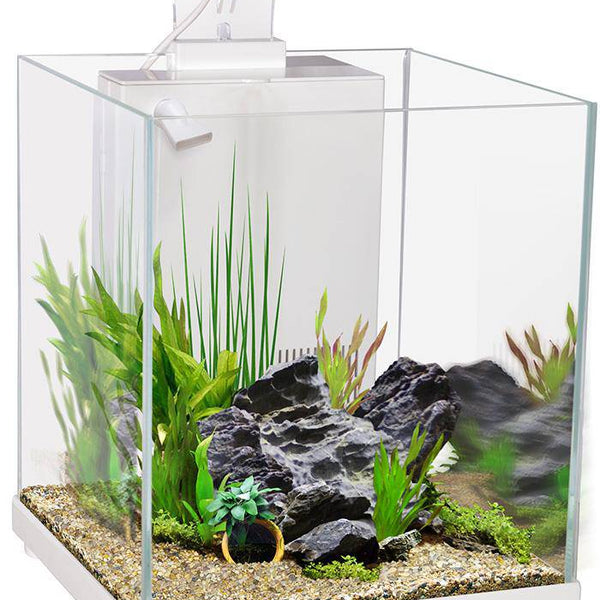 Aqua One Betta Sanctuary Glass Tank 10l White Fish Tank Pet Essentials Online