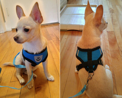 small dog harness and leash