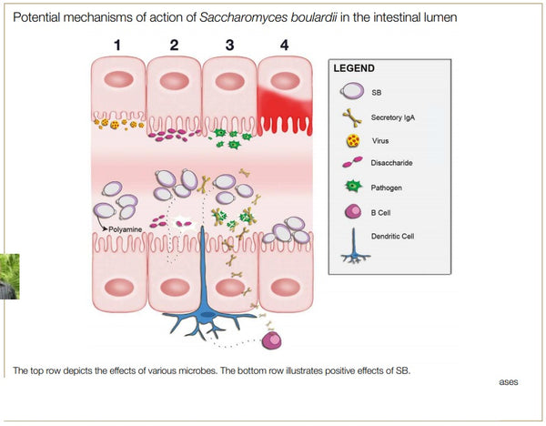 BioCeuticals Clinical SB Restore 60caps Figure 1 Potential mechanisms of action of Saccharomyces boulardii in the intestinal lumen. HealthMasters BioCeuticals Clinical