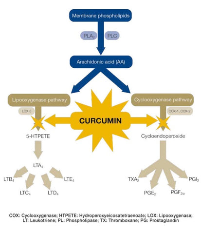 BioCeuticals Clinical TherActive and inflammatory pathways | HealthMasters BioCeuticals clinical