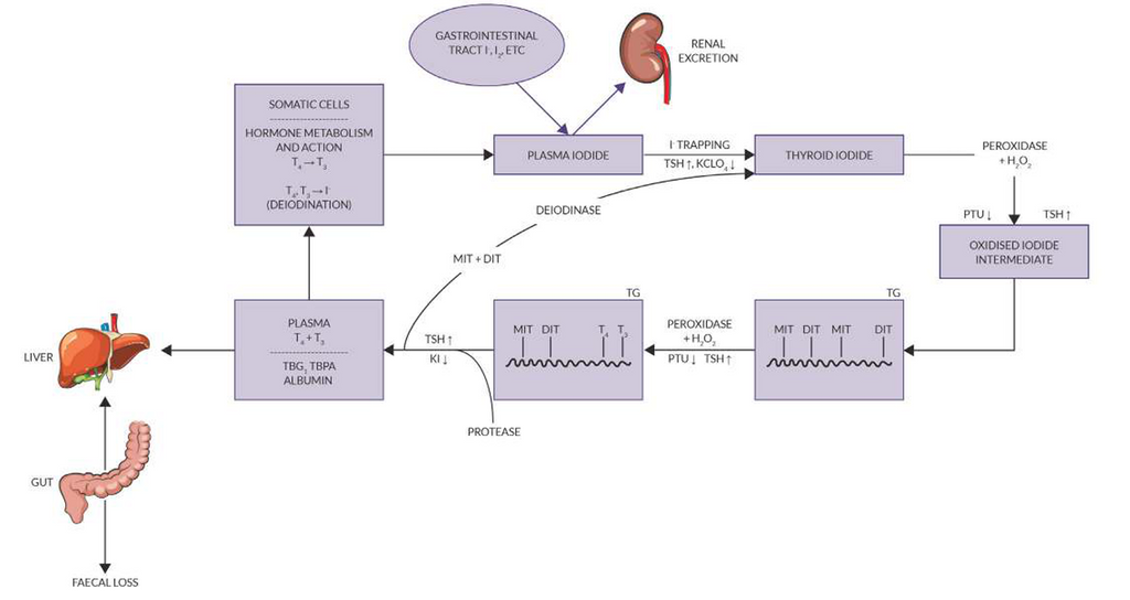 Bioclinic Naturals ThyroSense Figure 1 The iodide cycle | HealthMasters Bioclinic Naturals