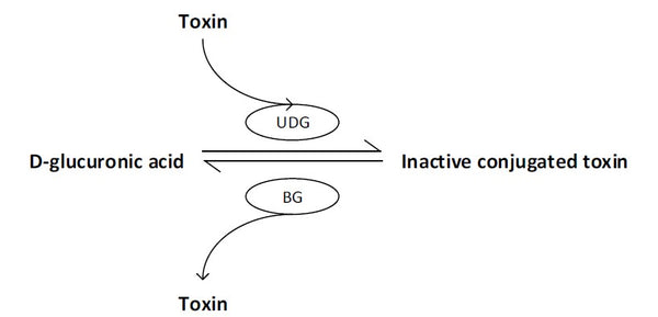 Calcium D-Glucarate Figure 1 Glucuronidation and deglucuronidation of toxins - HealthMasters