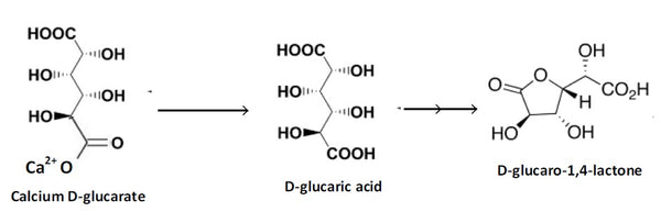 Calcium D-Glucarate Figure 2 The metabolism of calcium D-glucarate - HealthMasters