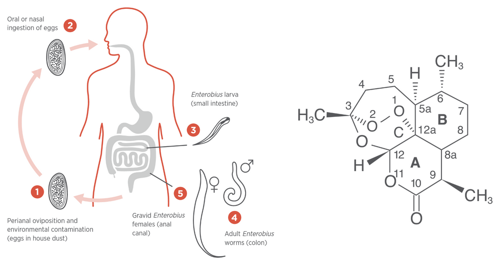 Designs For Health GI Microb-X 10% off RRP Figure 1 Lifecycle Of A Pinworm