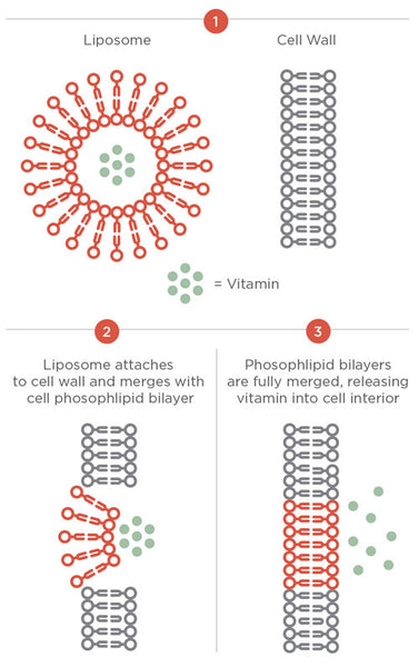 Designs For Health Liposomal Vitamin C Delivery Cell Wall SML