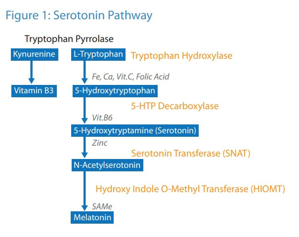 Figure 1: Serotonin Pathway | HealthMasters