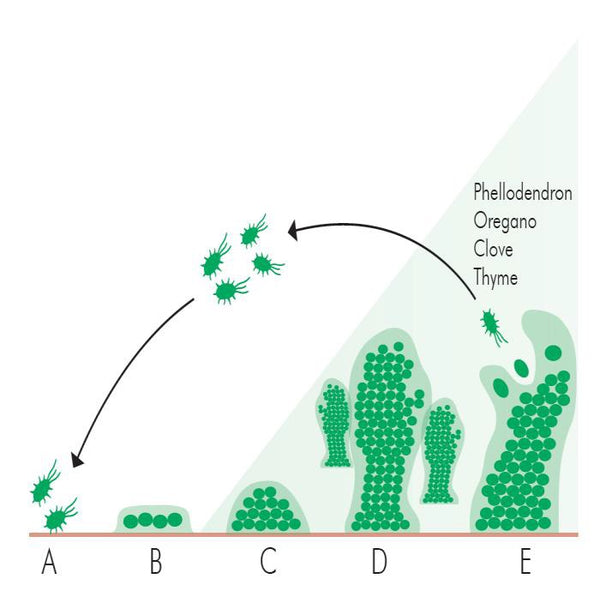 Figure 1 The stages of biofilm development