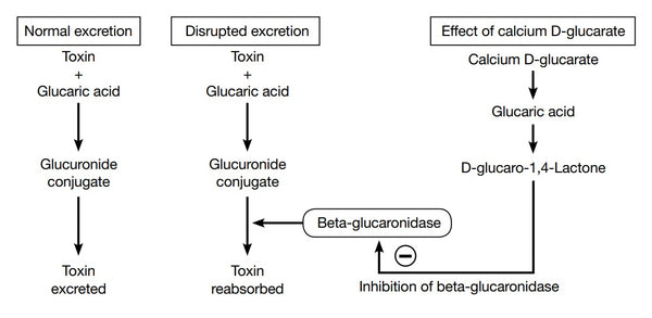 Figure 2 Calcium D-glucarate enhances phase 2 glucuronidation by inhibiting beta glucuronidase3