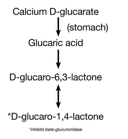Figure I Metabolism of calcium D-glucarate3