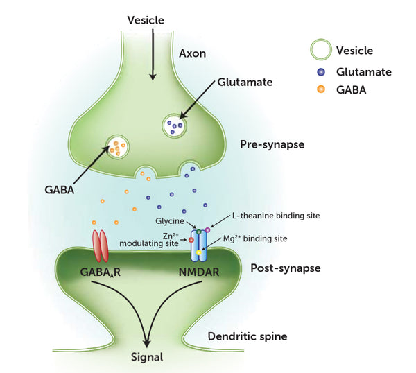 Medlab Mg Optima Relax GABA Glutamate fig1  at HealthMasters