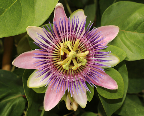 Metagenics NeuroCalm contains passionflower | HealthMasters