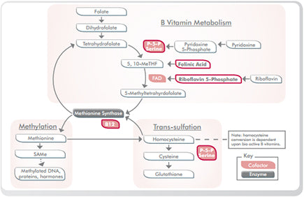 Metagenics Metagen Methyl-Active graph 10% off RRP | HealthMasters