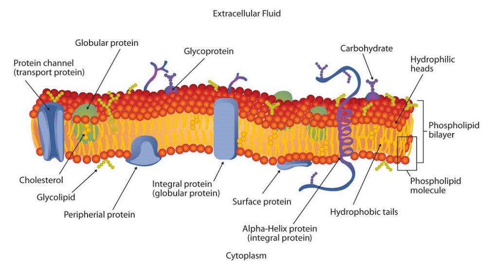 Orthoplex Phospholipid Complex Tech Info 10% off RRP at HealthMasters