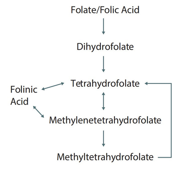 Orthoplex White Folinic Acid 120caps 10% off RRP Folate Metabolism Pathway