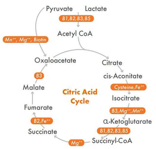 Vera’s Formulations Activated B3 10% off RRP Figure 2 | HealthMasters