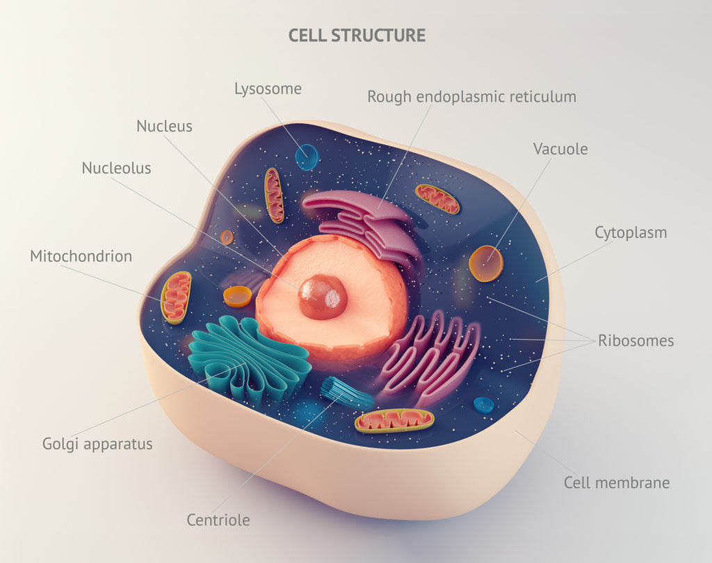 Cell Structure | HealthMasters