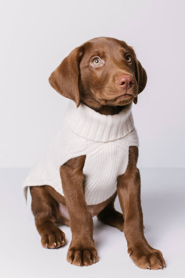 ugg cable knit dog sweater