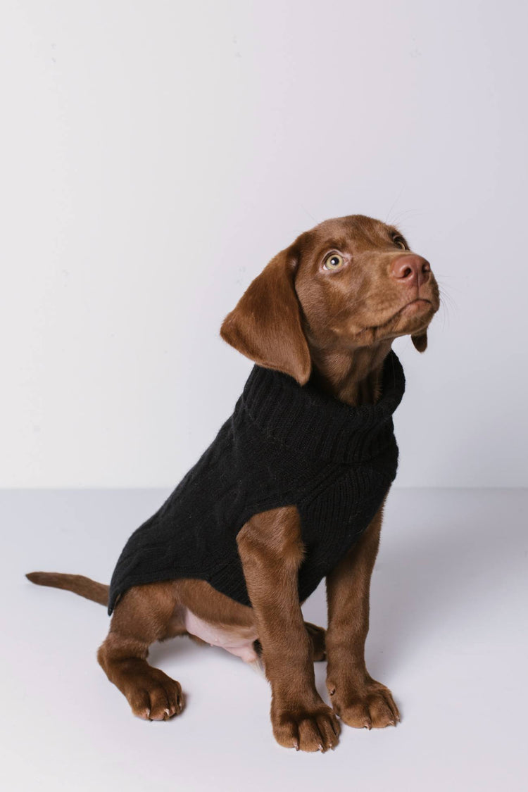 Pure Cashmere Cable Knit Dog Sweater | NakedCashmere