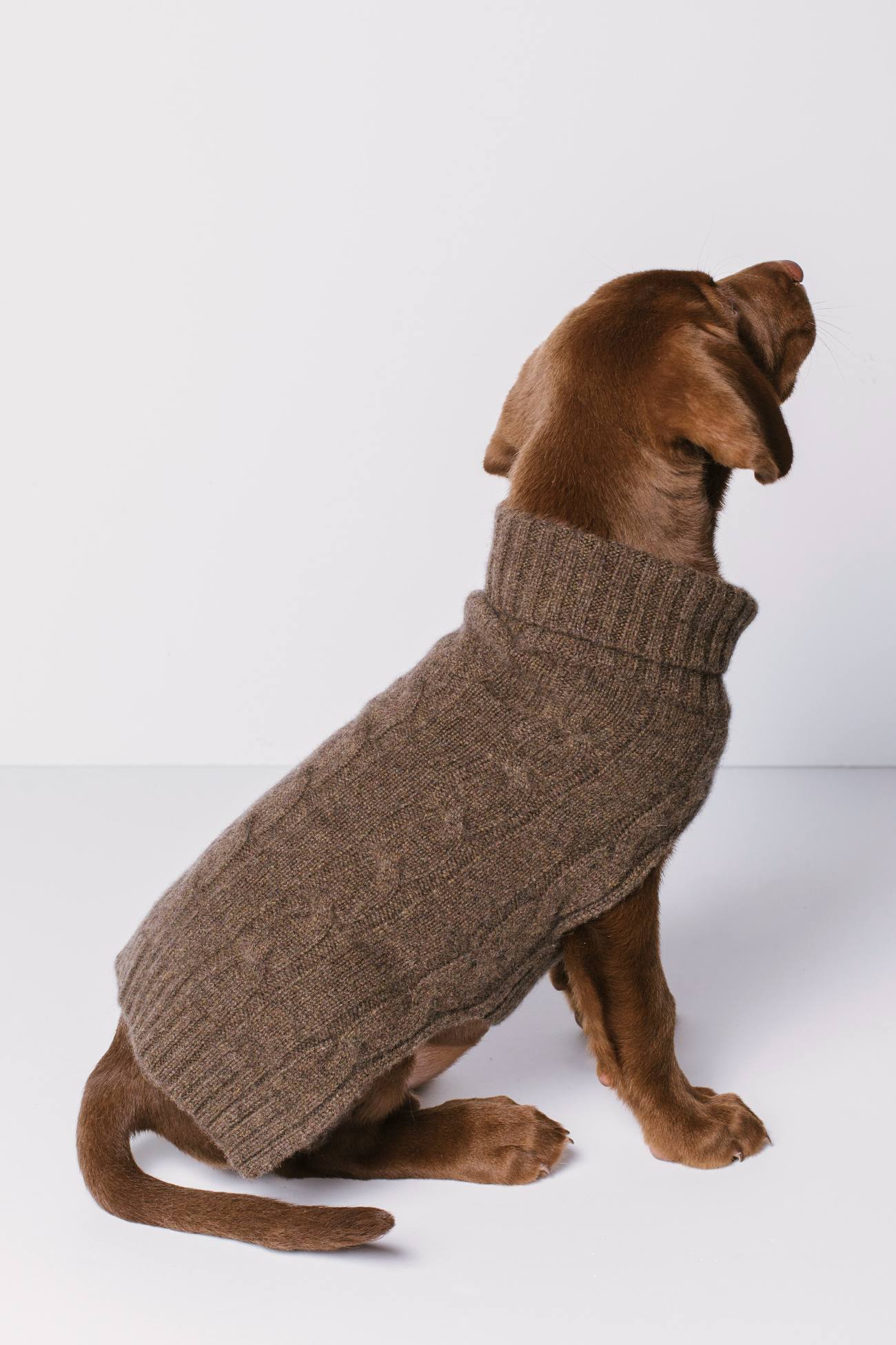 ugg cable knit dog sweater