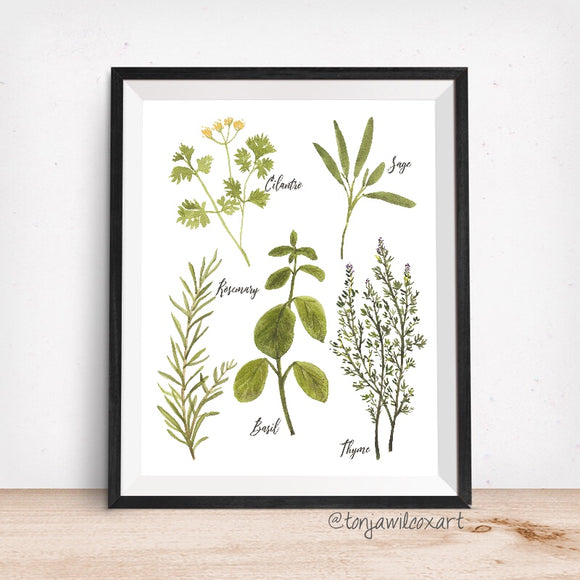 Culinary Herbs No. 1 - Giclee Art Print- Botanical Food Illustration ...