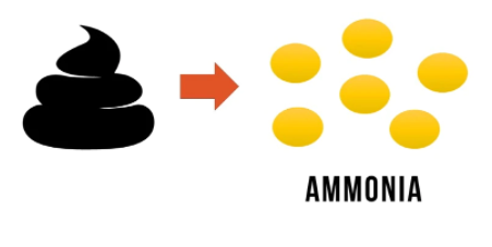 Nitrogen Cycle in your aquarium