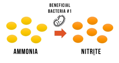 How the nitrogen cycle works