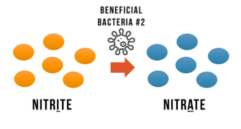 The nitrogen cycle