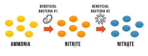 What is the nitrogen cycle