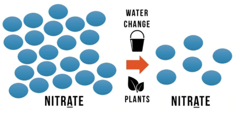 Nitrite and Nitrate in the aquarium