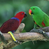 Eclectus