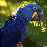 Macaws