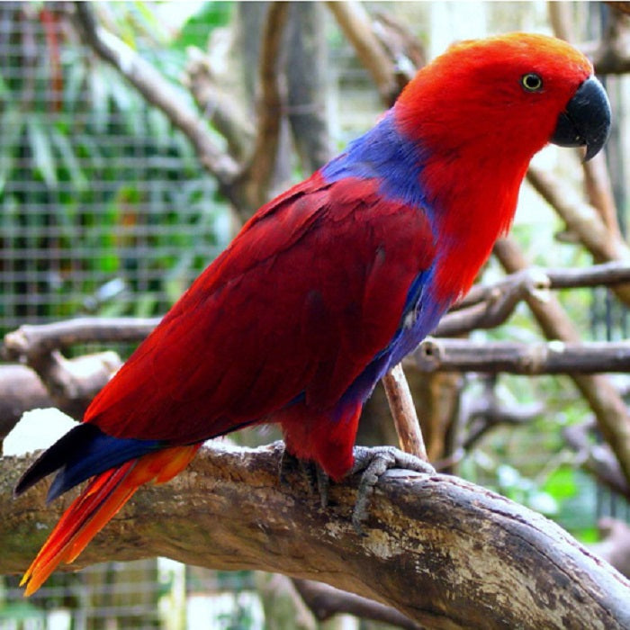 solomon island cockatoo