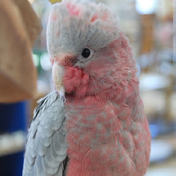 galah cockatoo waaa