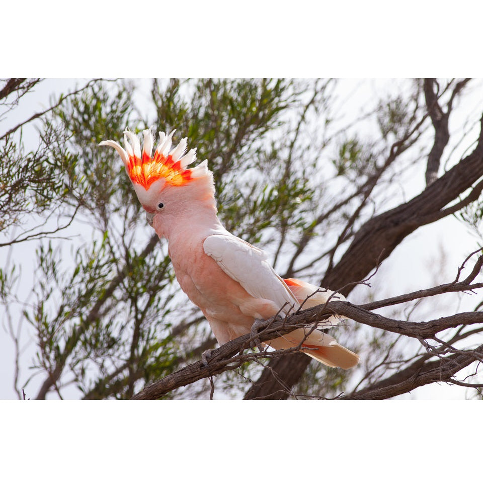 gulfen cockatoo lifespan