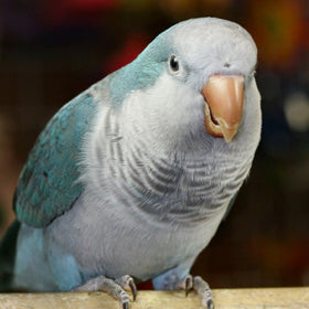 quaker parrot