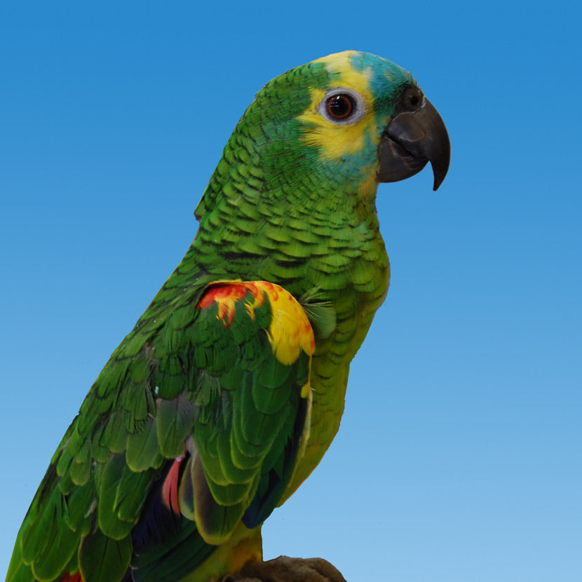 Blue Front Amazon Parrot Golden Cockatoo