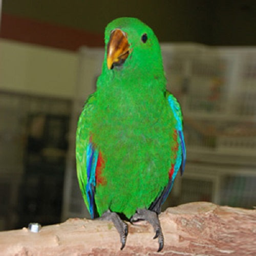 solomon cockatoo