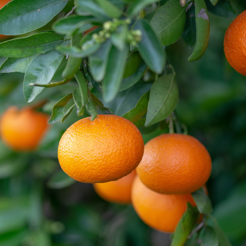 clementine v tangerine