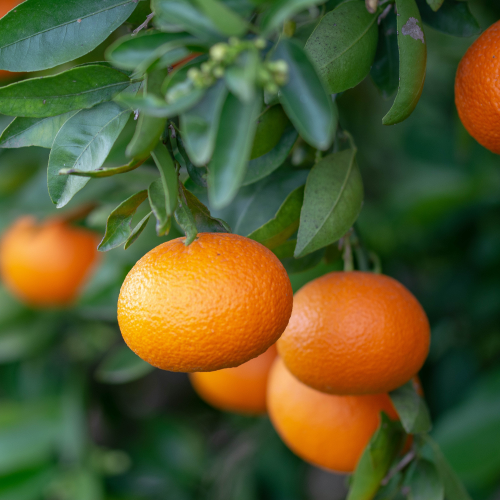 algerian tangerine clementine