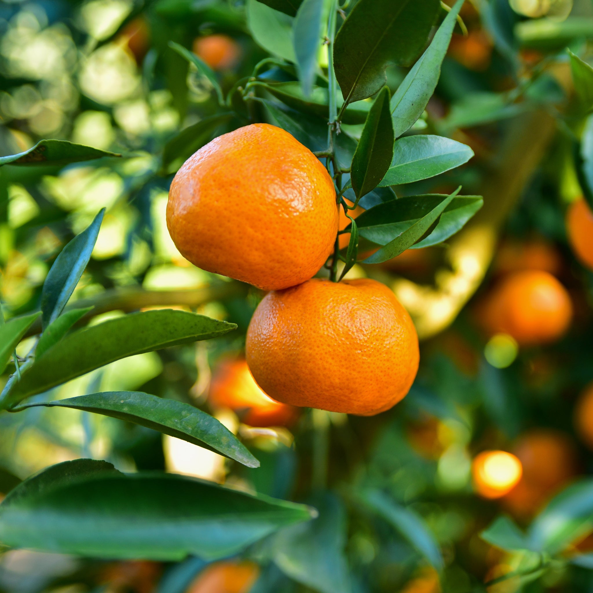 sweetest tangerine tree