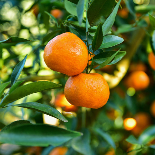 japanese tangerine tree