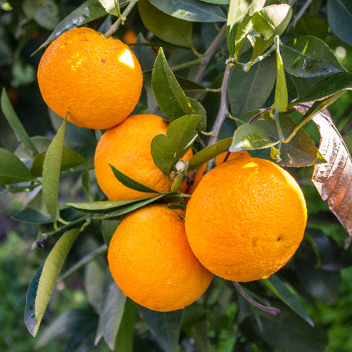 ponkan tangerine tree for sale