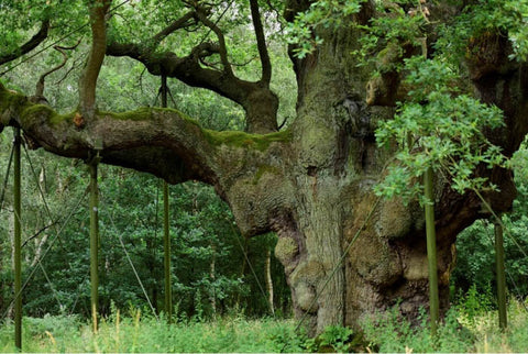 The Major Oak Sherwood Forest (https://www.visitsherwood.co.uk/things-to-do/the-major-oak/)