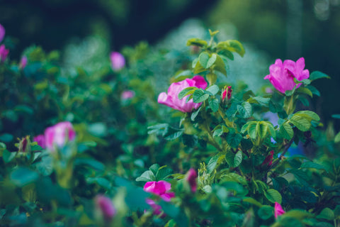 Dog rose bush