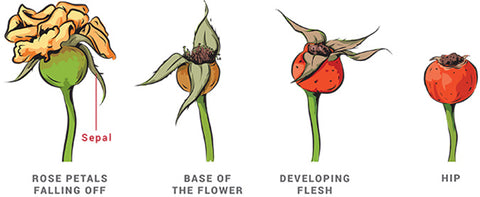 Rosehip life cycle