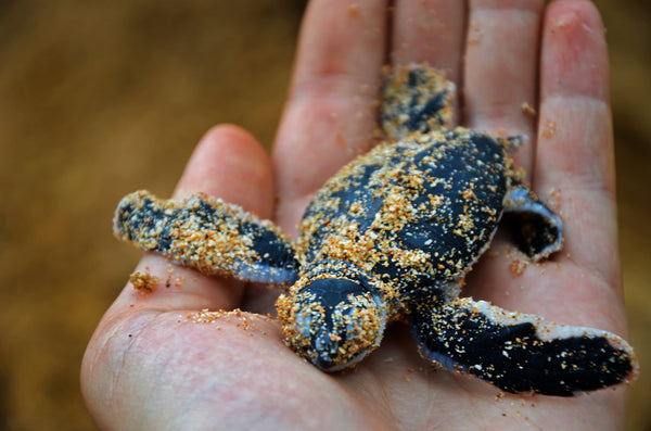Environment-Baby Turtle in hand-1