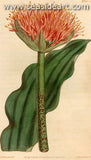 Original watercolored engraving by William Curtis