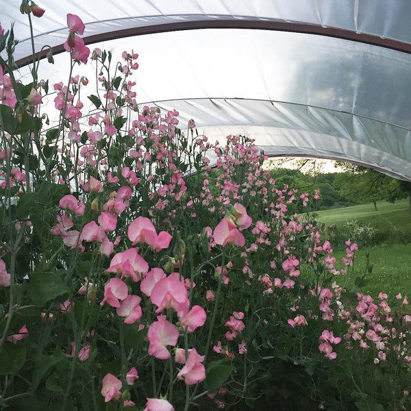 B & B SWEET PEAS